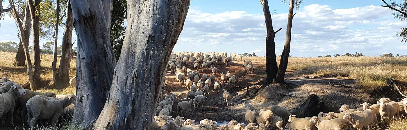 Toland Merinos