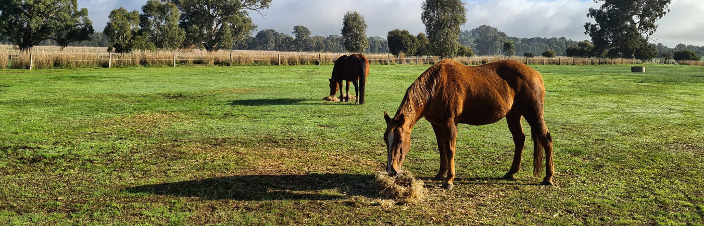 Merton Park Stud