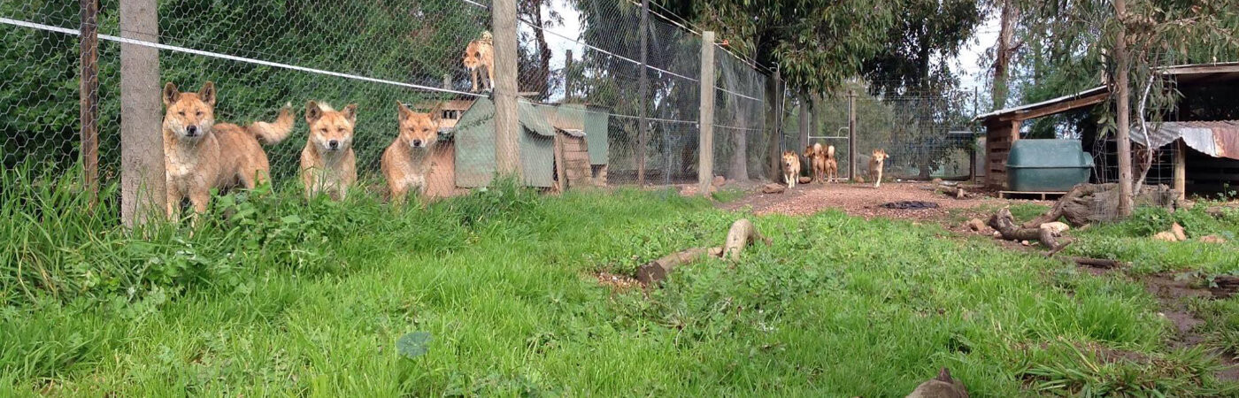 Bushland Dingo Haven