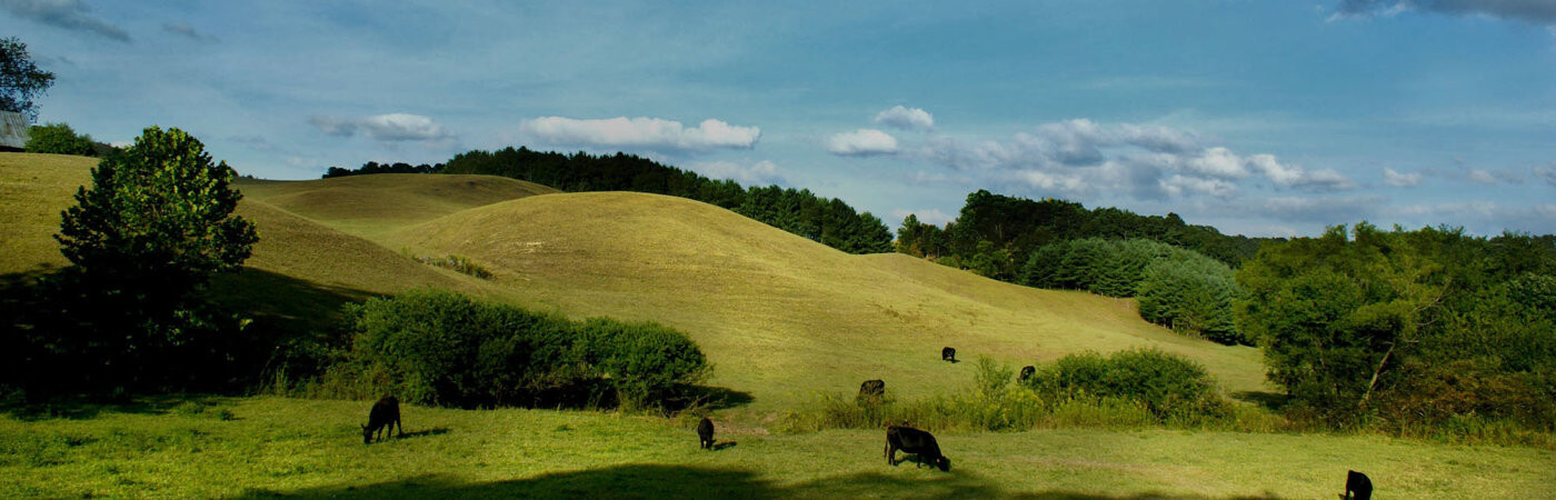 RRAM Stock and Station - Livestock, Real Estate and Auctioneers