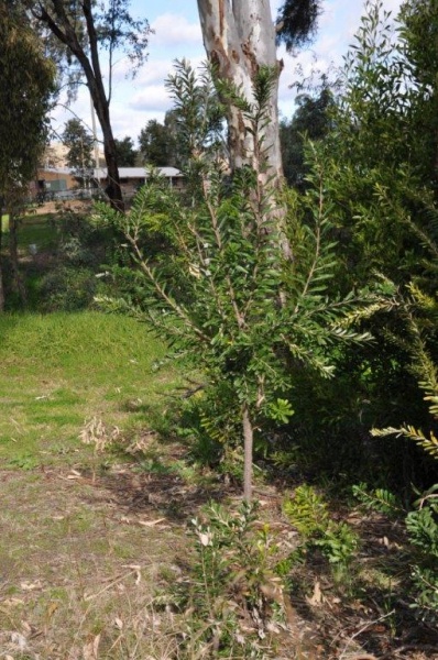 Honeysuckle-banksia.jpg
