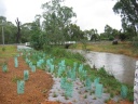 baird-st-planting2-3-feb-05