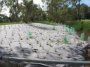 planting-east-oval-bridge