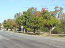 1917-Illawarra-Flame-Trees