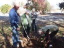 Tree---50-YvonneHargraves-plants-tree-uncle-2385-George-Henry-MILES-VT-1917-Anzac-Av