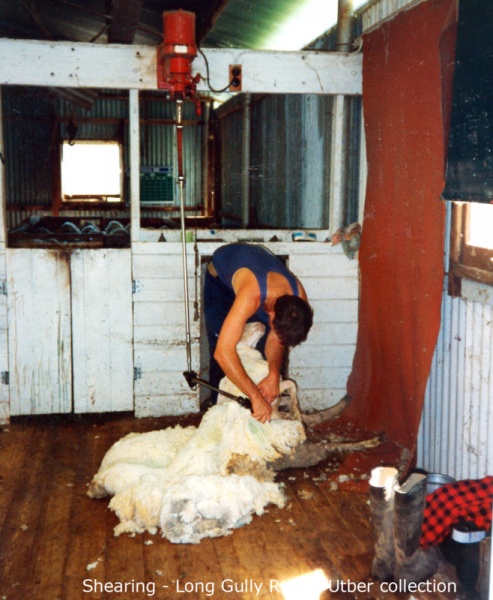 shearing002.jpg