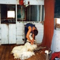 shearing002