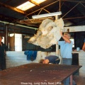 shearing001