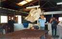 shearing001