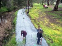 Planting along Honeysuckle Creek