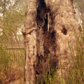 Marked Tree used by gold miners