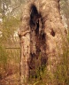 Marked Tree used by gold miners