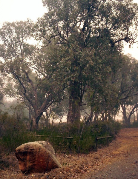 Marked Tree used by gold miners