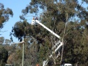 Erecting Possum Bridge over Freeway 2007