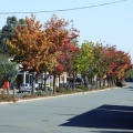 Autumn in Cowslip Street 2008