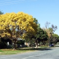 Autumn in Hyacinth Street 2008, looking towards Cowslip Street