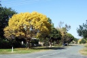 Autumn in Hyacinth Street 2008, looking towards Cowslip Street