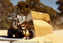 Loading Wheat at Railway Station