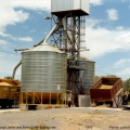 Loading Wheat at Railway Station