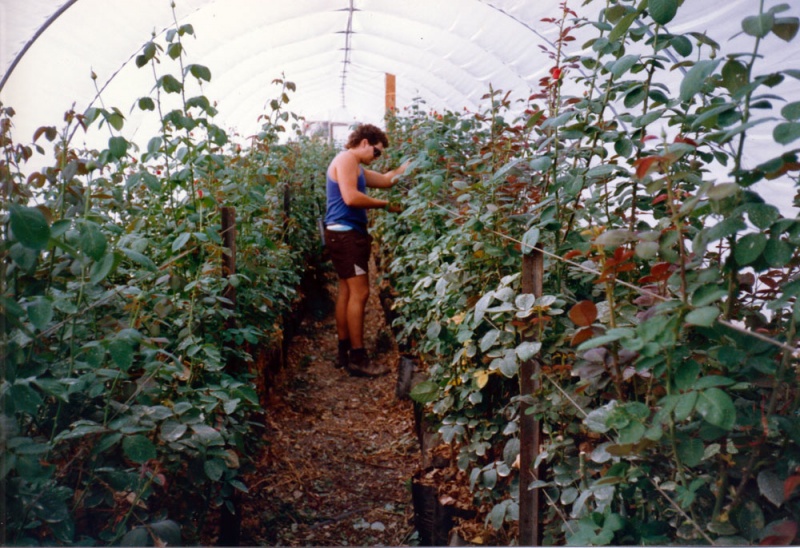 Rose Nursery