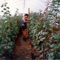 Rose Nursery