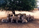 Sheep under tree, Earlston. 1990s