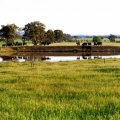 Cattle near dam, Campbell Farms, Earlston.