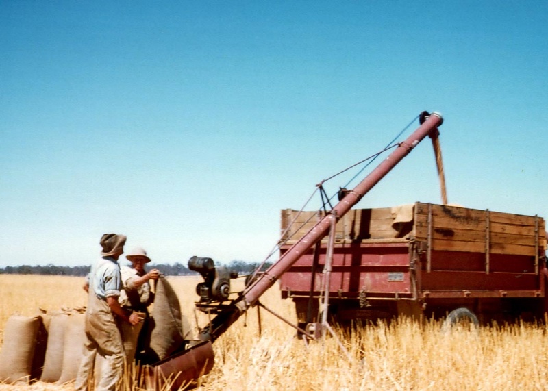 Auguring wheat, Caniambo