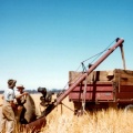 Auguring wheat, Caniambo