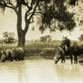 Horses having a well-earned rest during harvest, Caniambo