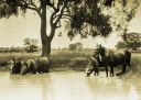 Horses having a well-earned rest during harvest, Caniambo