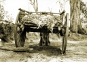 Rabbit hunting during the 1914 drought at Kensington Park  Upotipotpon 