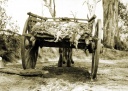 Rabbit hunting during the 1914 drought at Kensington Park  Upotipotpon 