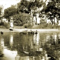 Mrs Jock Brown feeding swans, Earlston 1930s