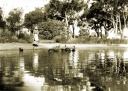 Mrs Jock Brown feeding swans, Earlston 1930s