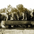 Horse Team, Earlston 1930s