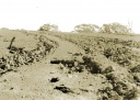 Rabbit furrows, Gowangardie,1950s