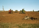 Pulling out old stumps, Walls farm, Gowangardie