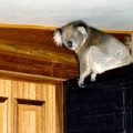 Koala on Front door. Fairview, Earlston