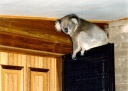 Koala on Front door. Fairview, Earlston