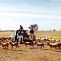 Feeding sheep from bags, Gowangardie, 1970s
