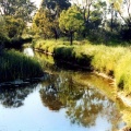 Sheep Pen Creek, Gowangardie.