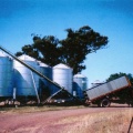 Harvest time, Caniambo