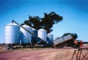 Harvest time, Caniambo