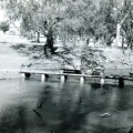 Taking a load of hay across Harris Bridge, Broken River Upotipotpon. 1960's