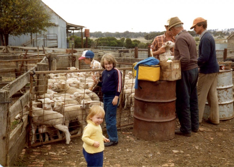 Lamb marking at Lynfield Caniambo