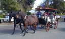 horse and cart DSC01770